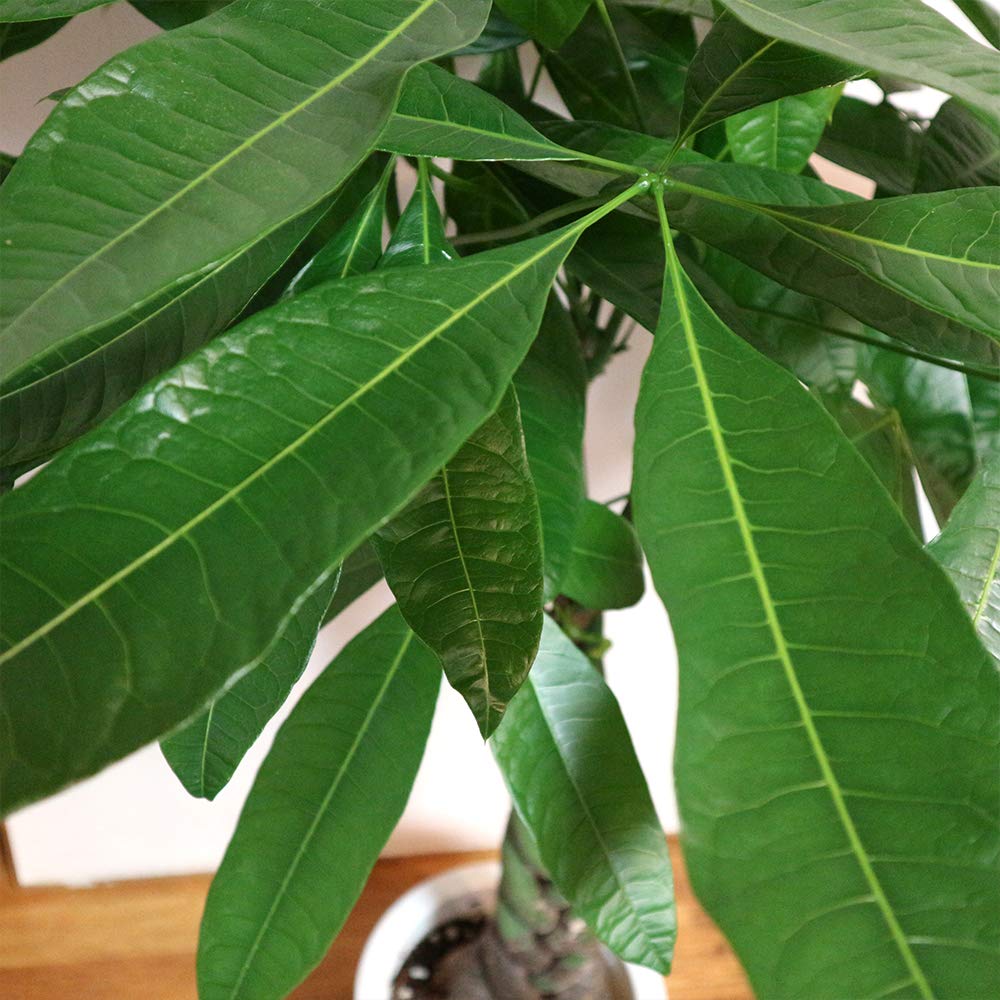 Amazon｜ITANSE パキラ (編み) 観葉植物 大型 8号プラスチック鉢